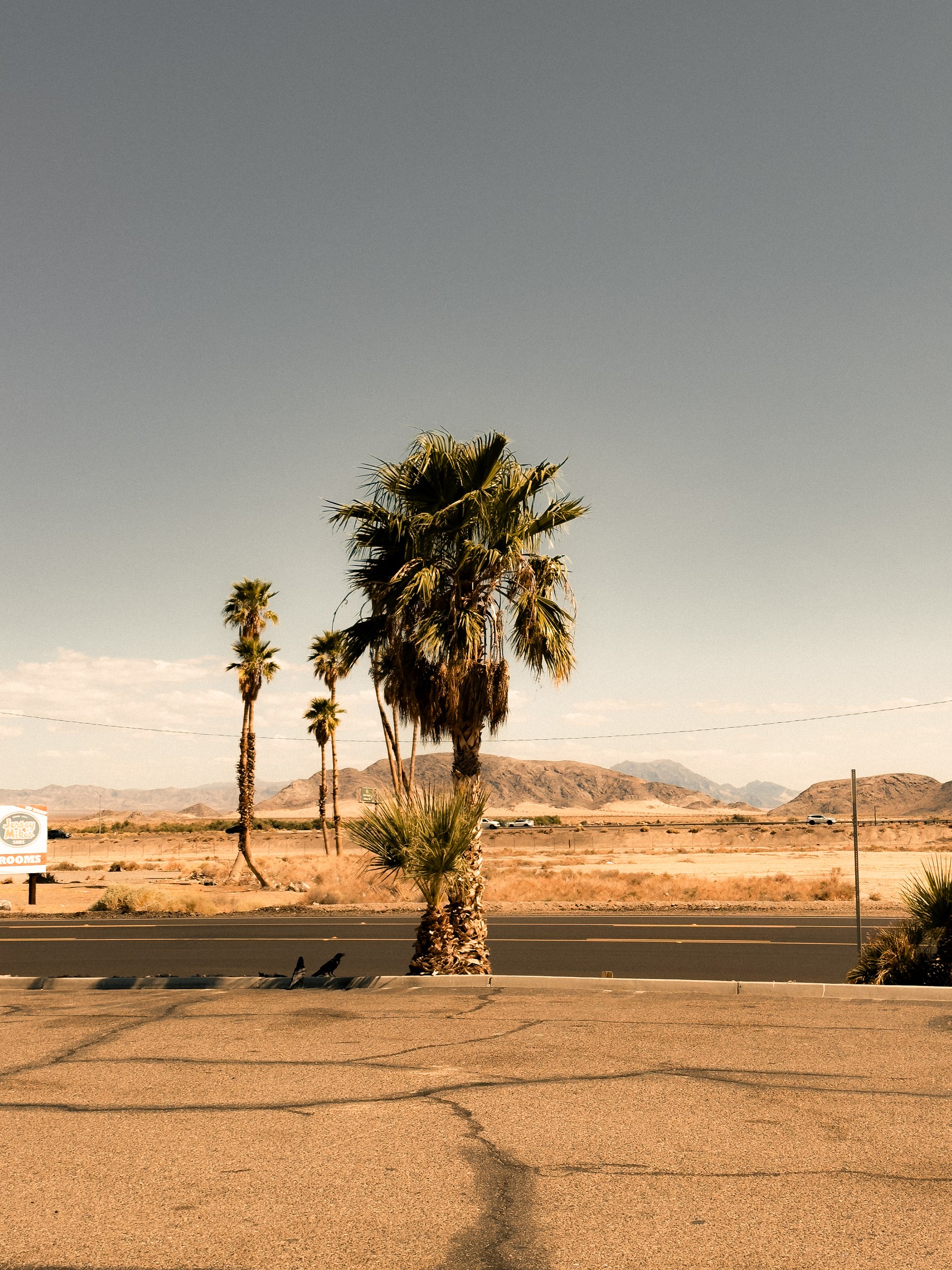 Palm trees along the desert route